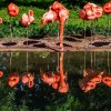 01_01 flamingos_reinhard brocker